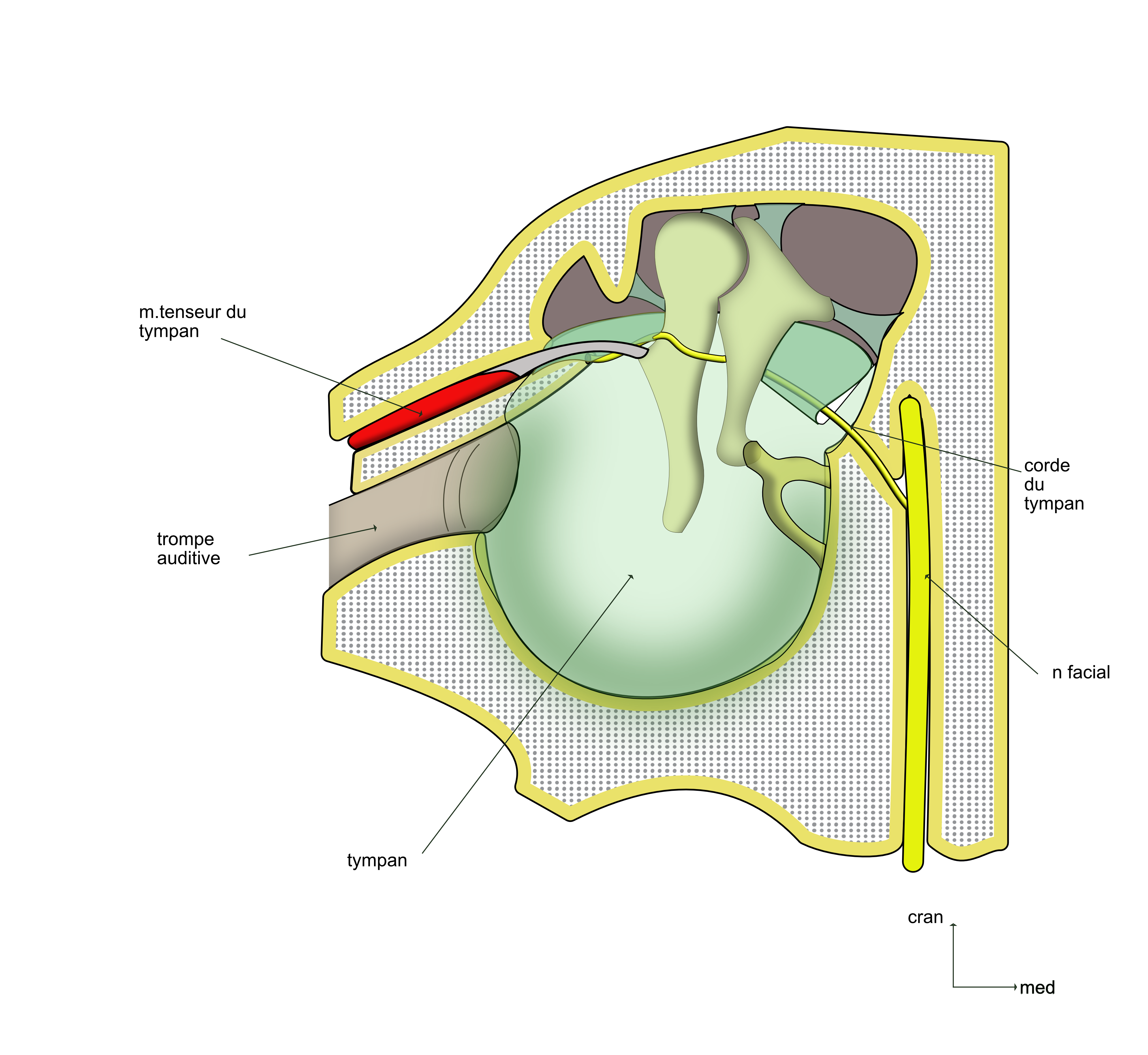 la corde du tympan