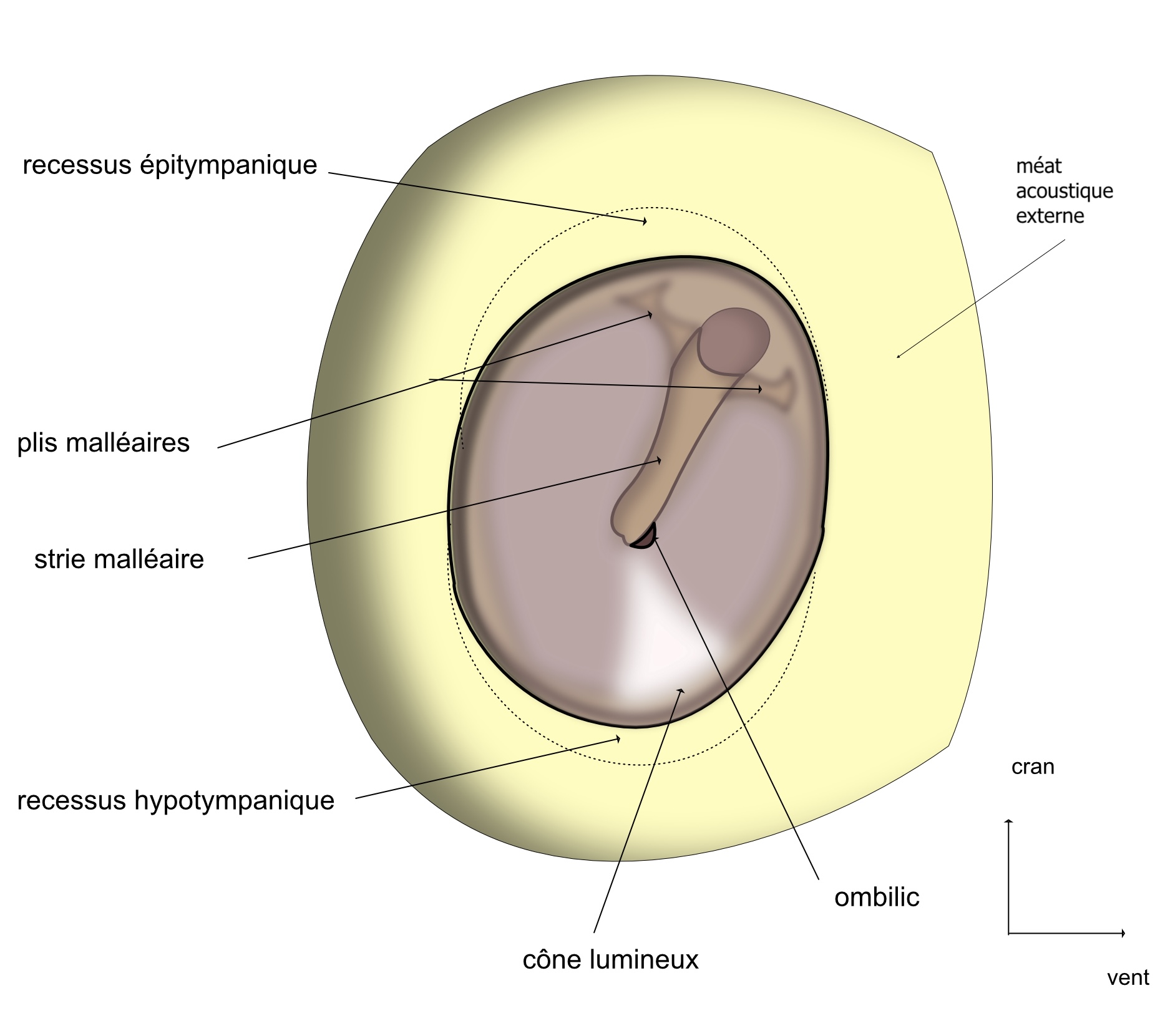 le tympan