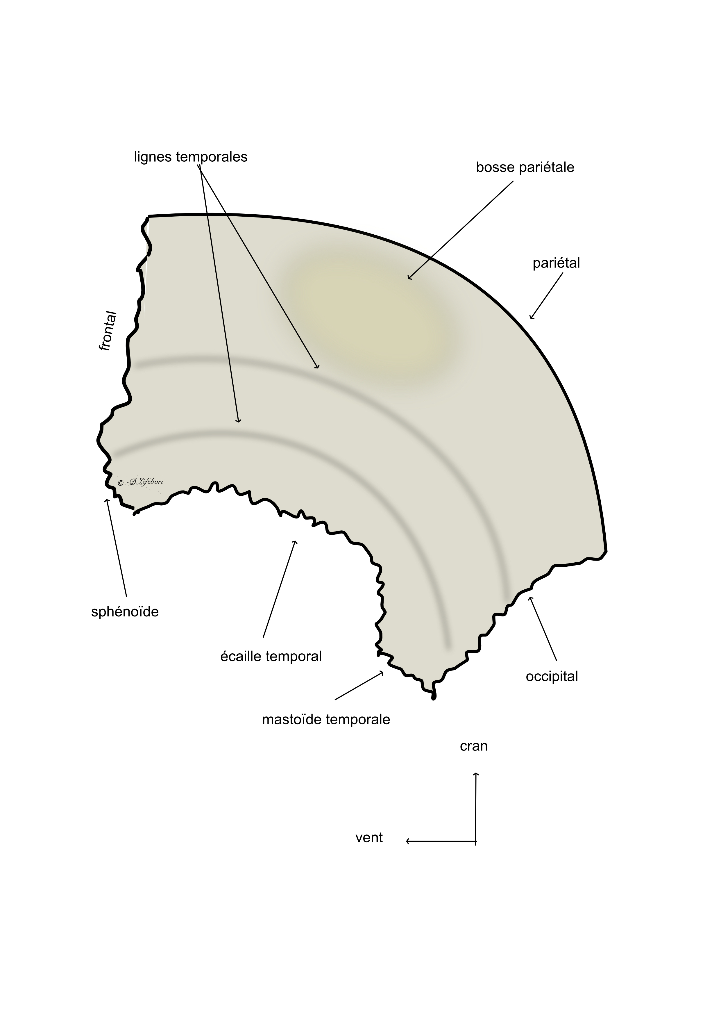  os pariétal vue exocranienne