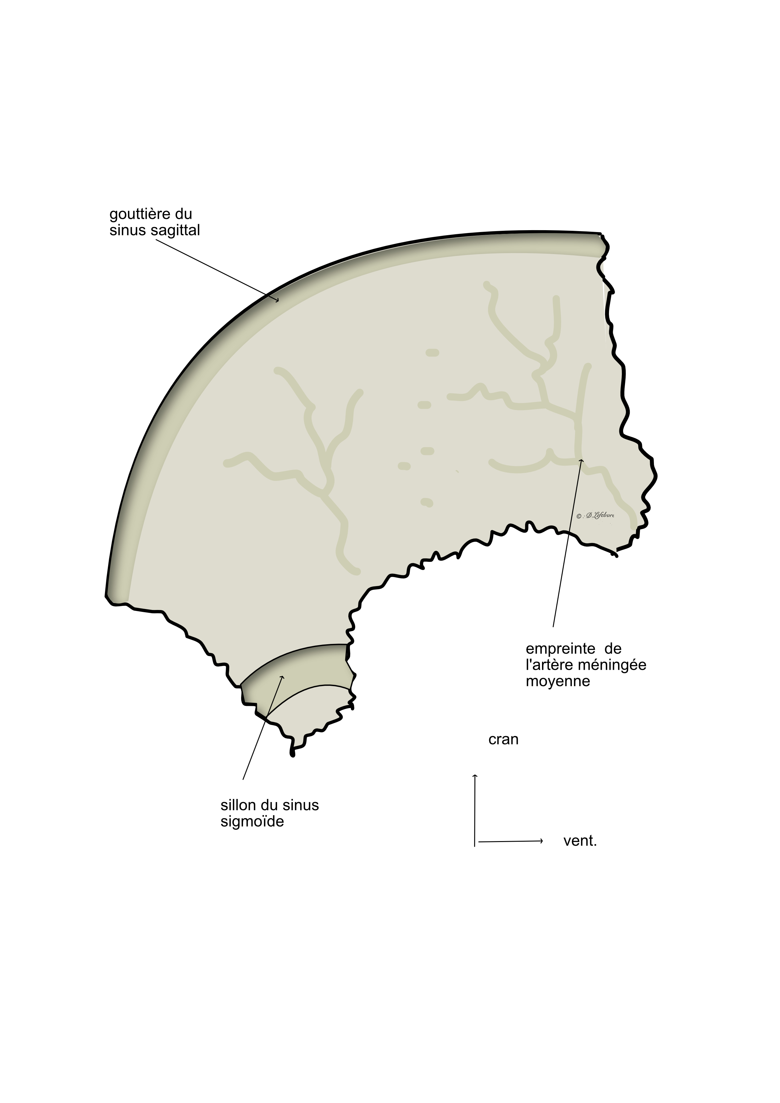  os pariétal vue endocraninne