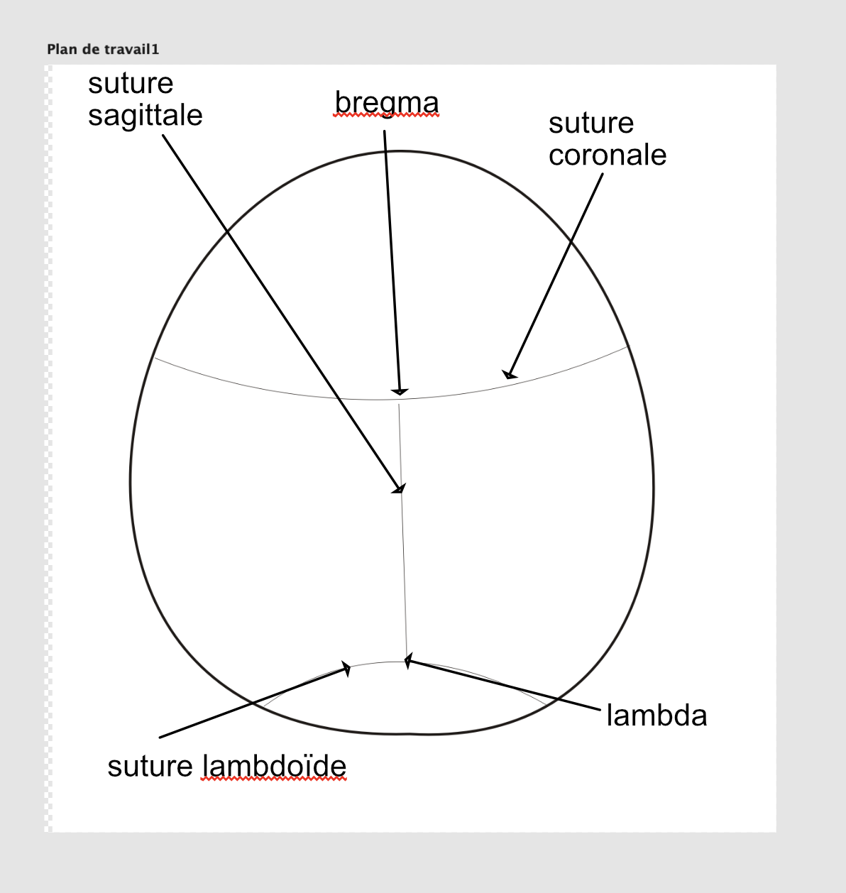  les angles et sutures