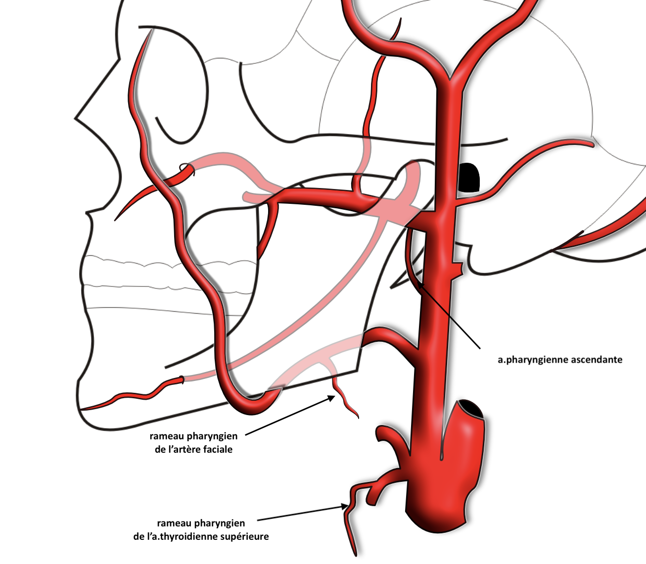 arteres du pharynx 