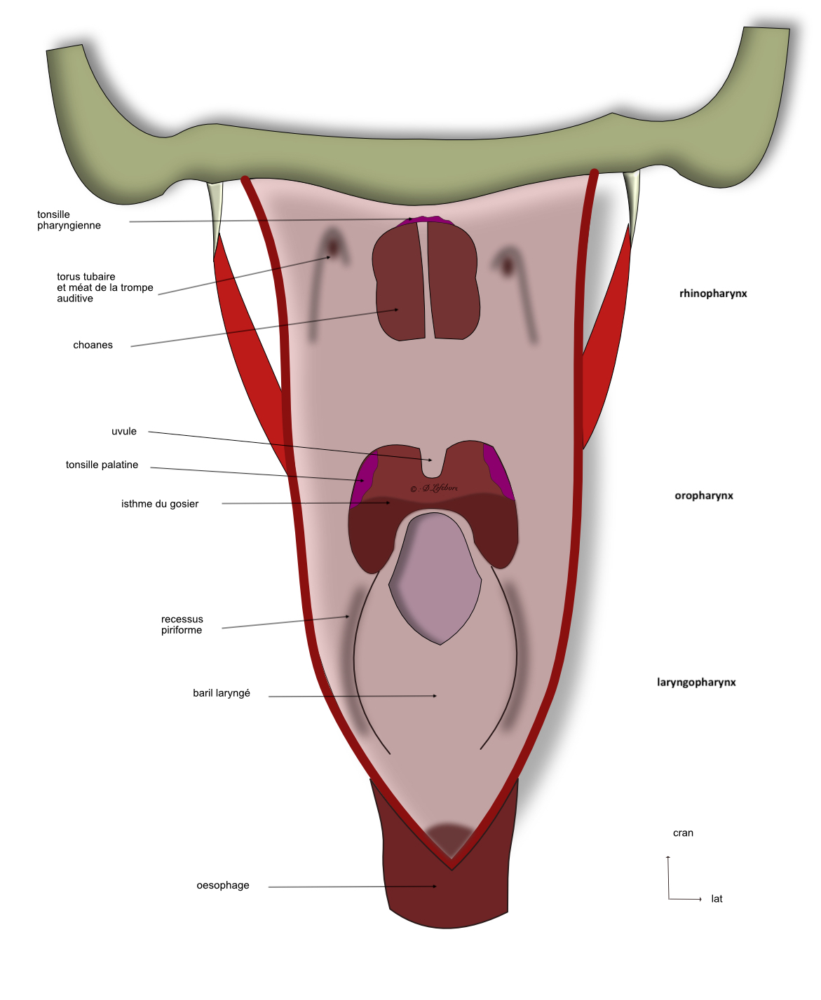 etages du pharynx 