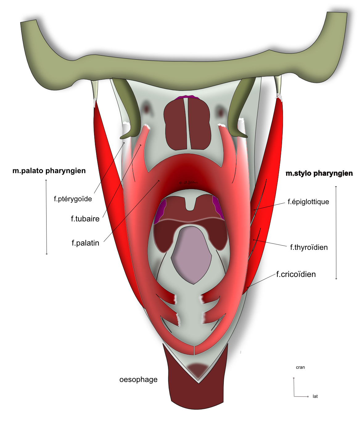 élévateurs du pharynx 