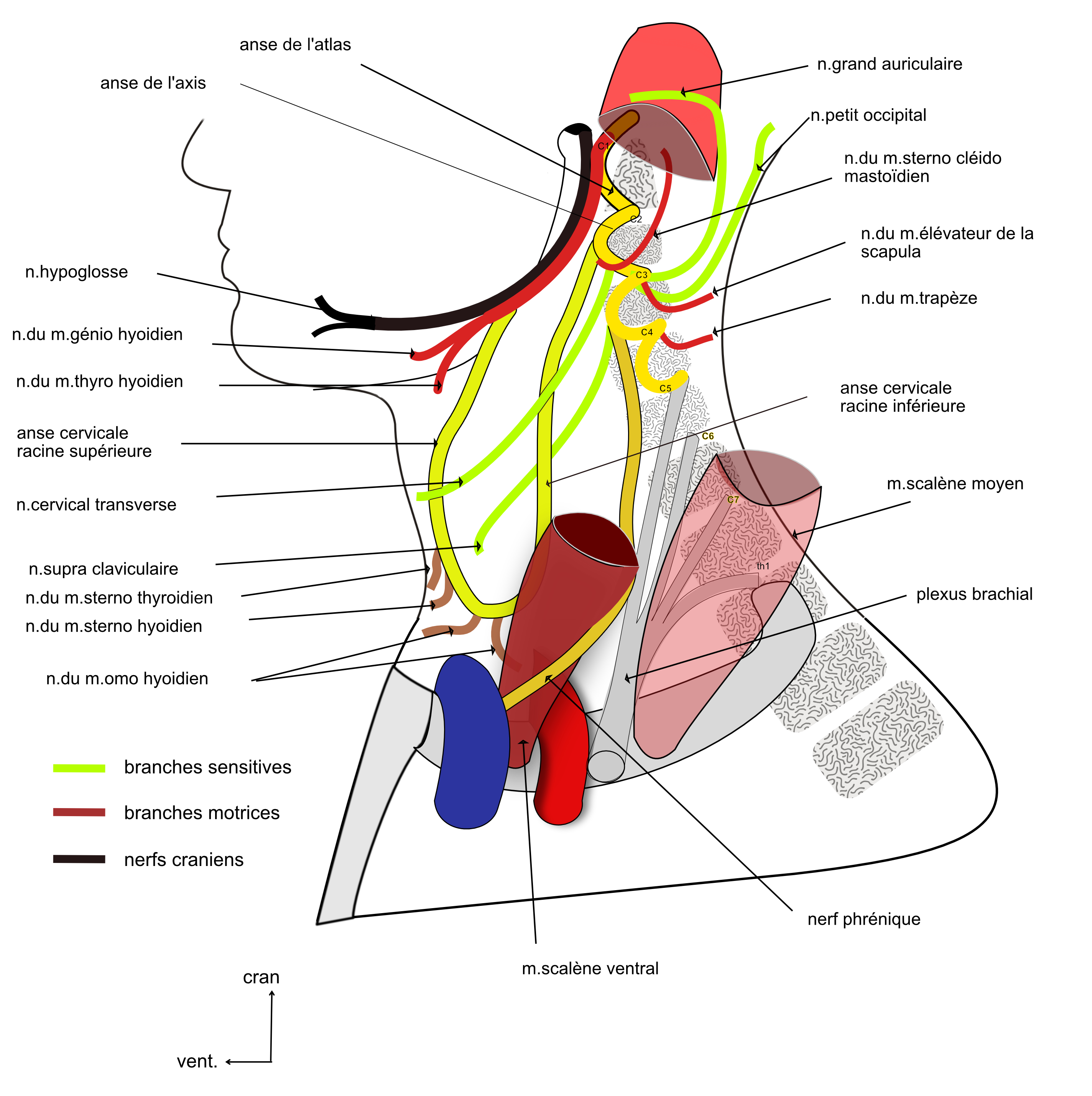 plexus cervical