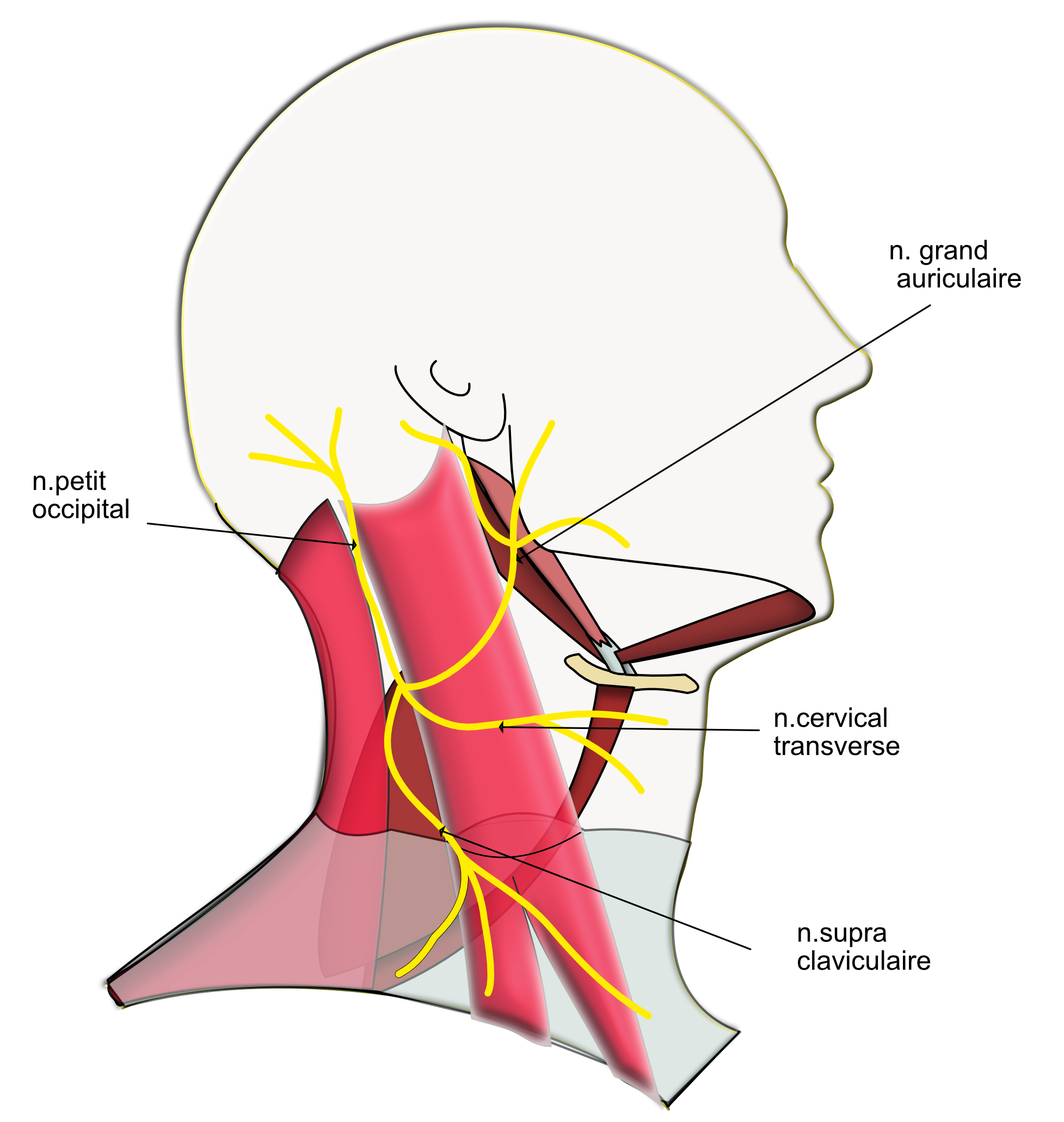 plexus cervical: branches sensitives