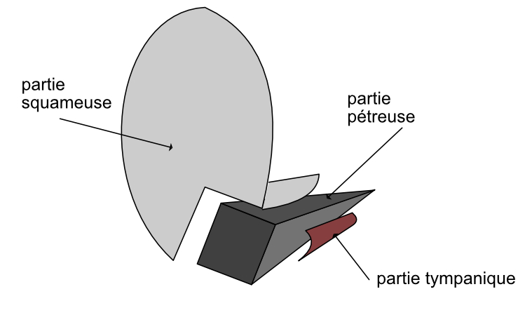  composition de l'os temporal 