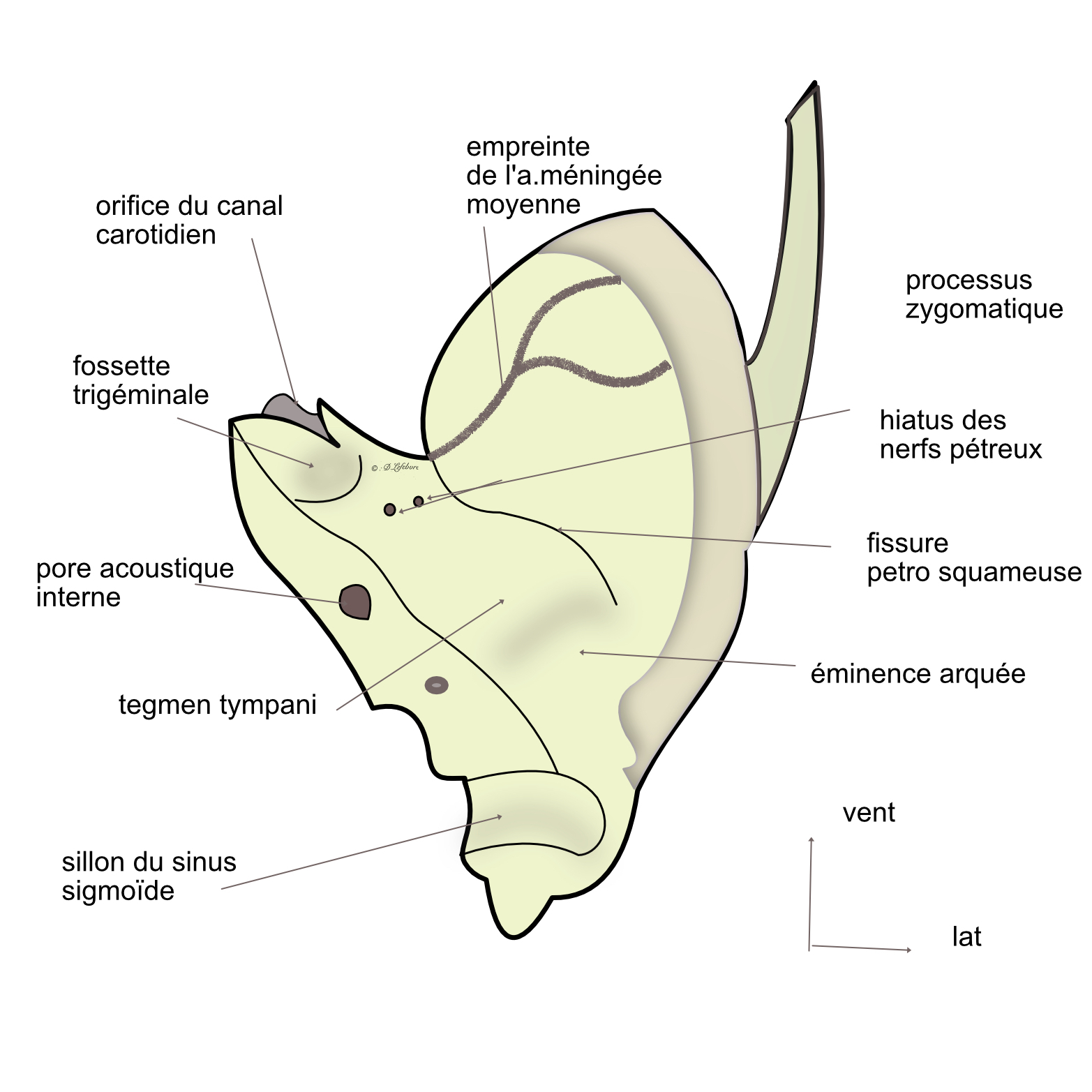 vue endocranienne du temporal