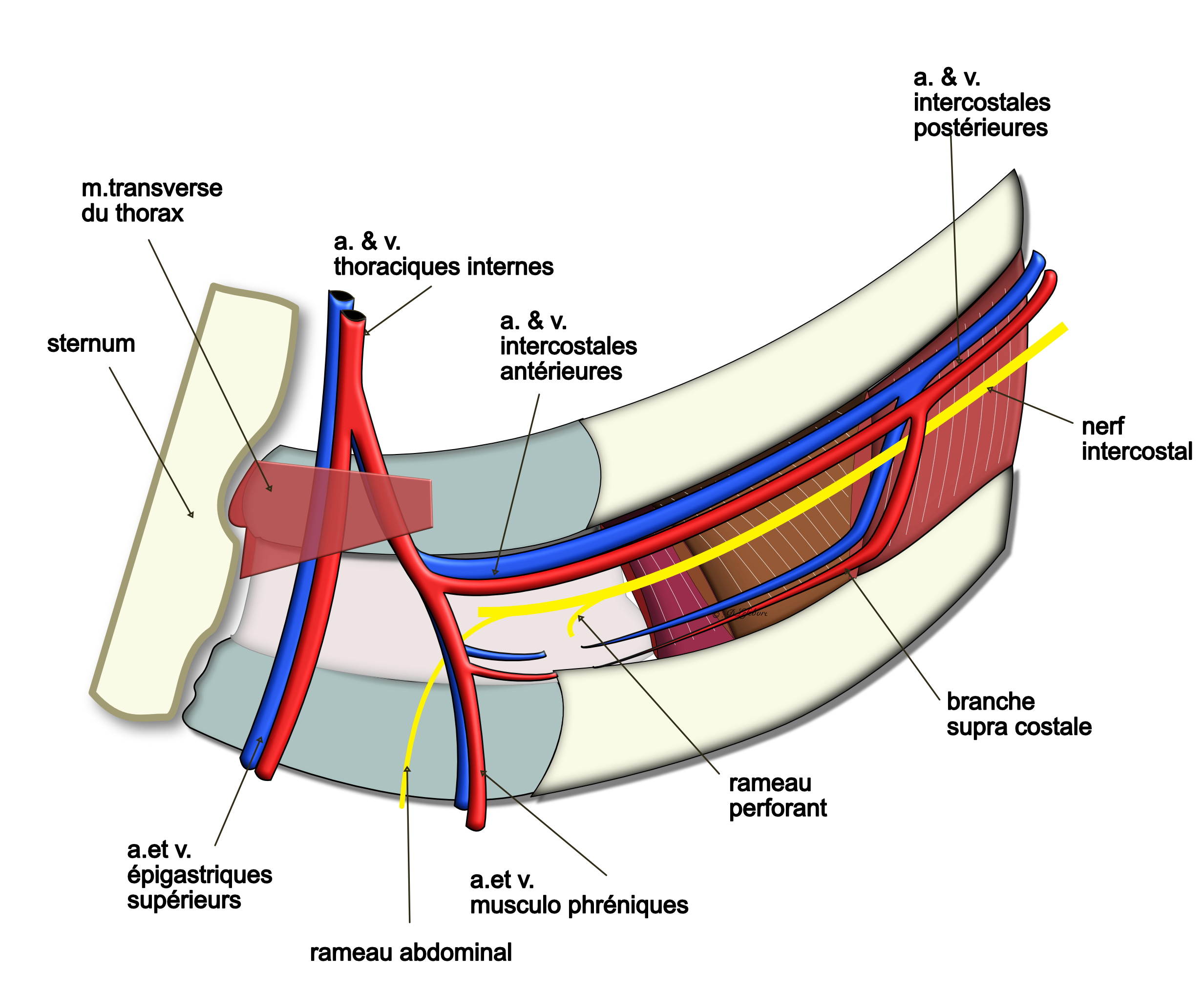 dpédicule intercostal