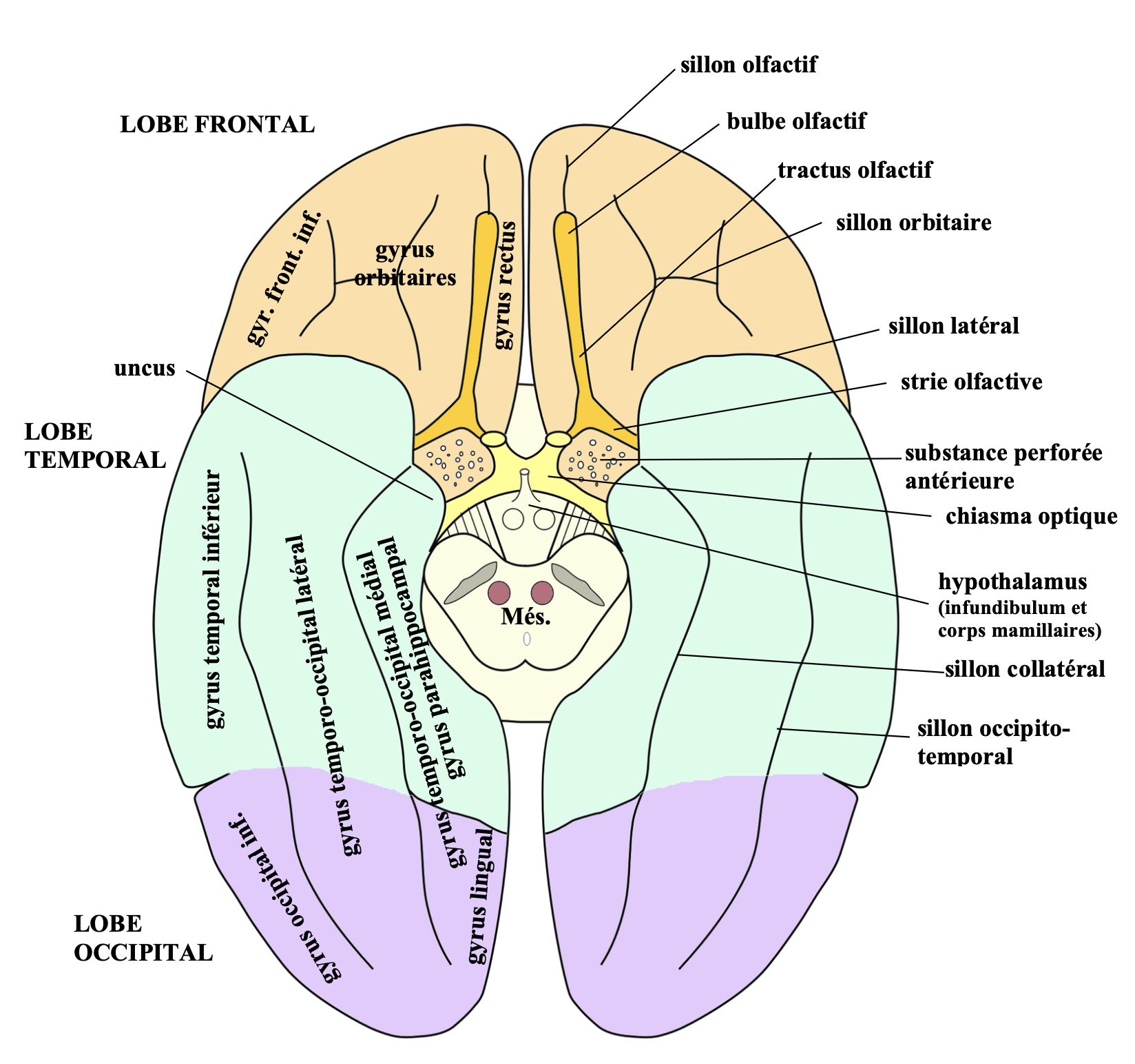 le chiasma optique