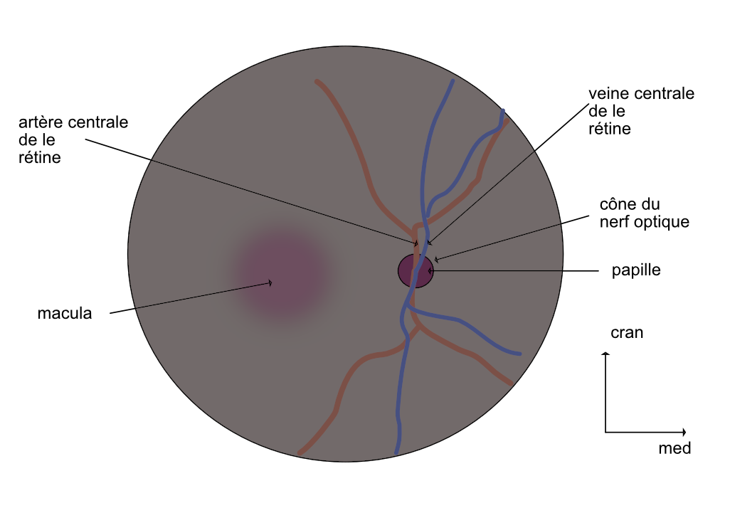 le fond d'oeil