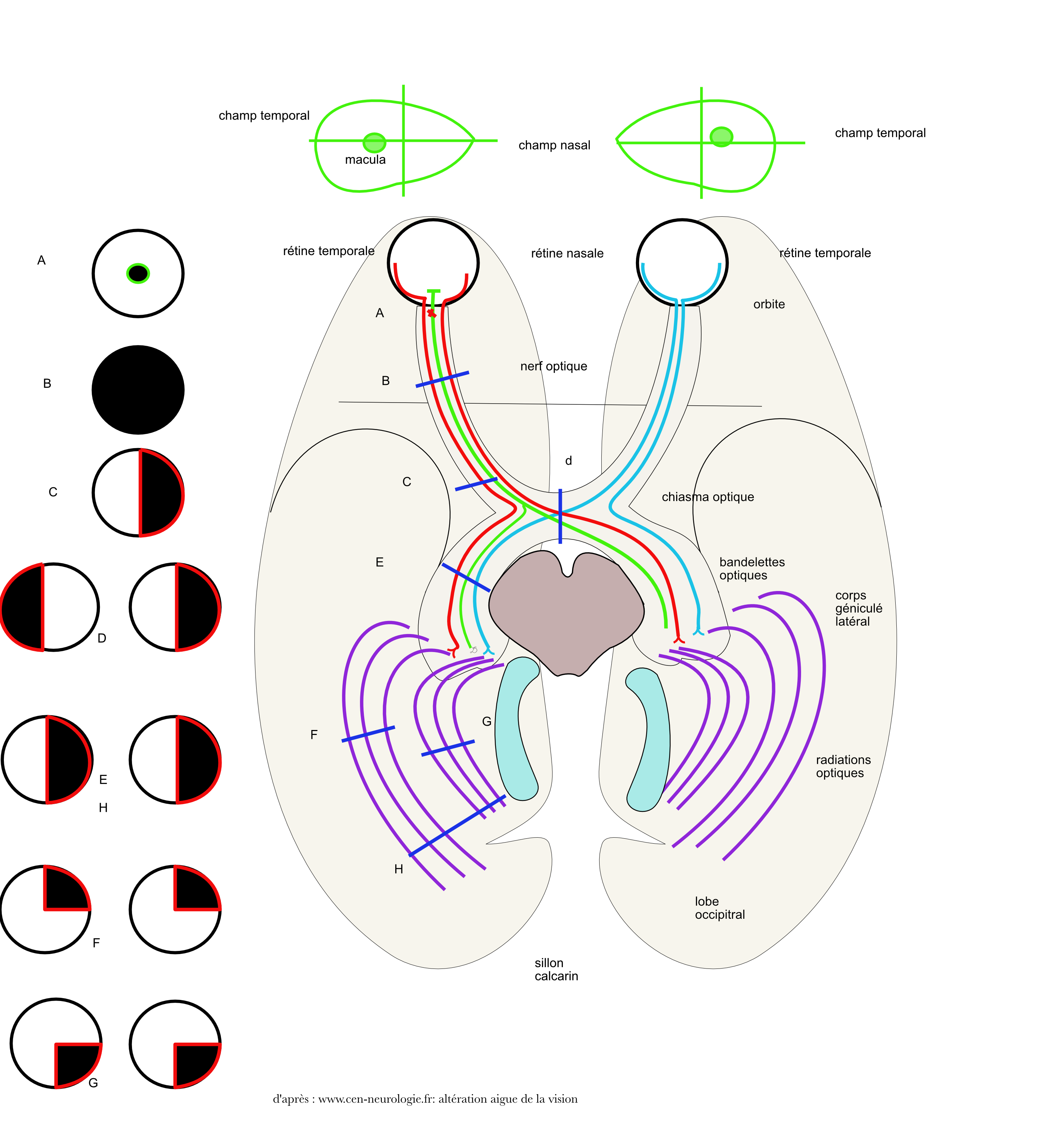le chiasma optique