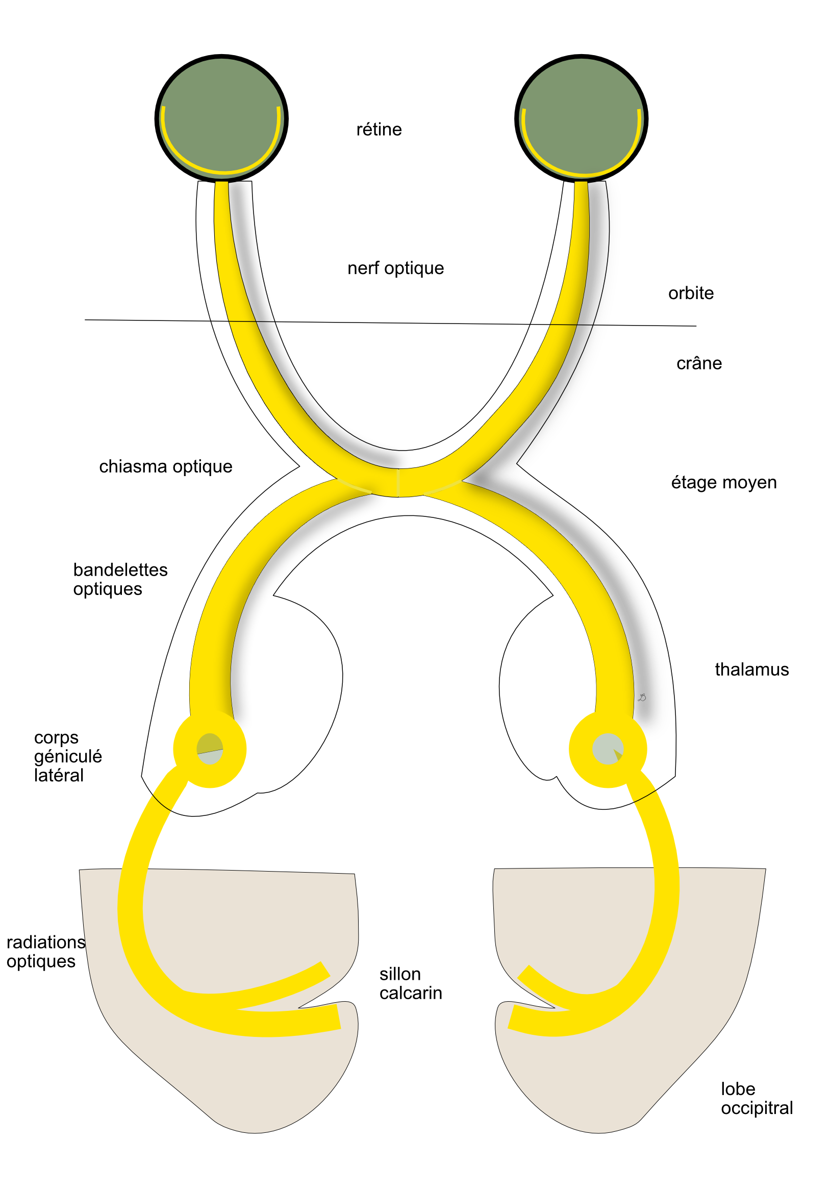 les voies optiques