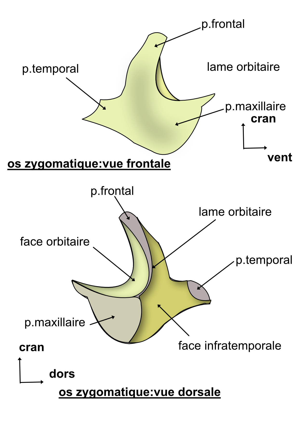  os zygomatique vue externe et interne